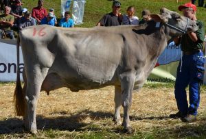 Schneuter-ltere Khe-1